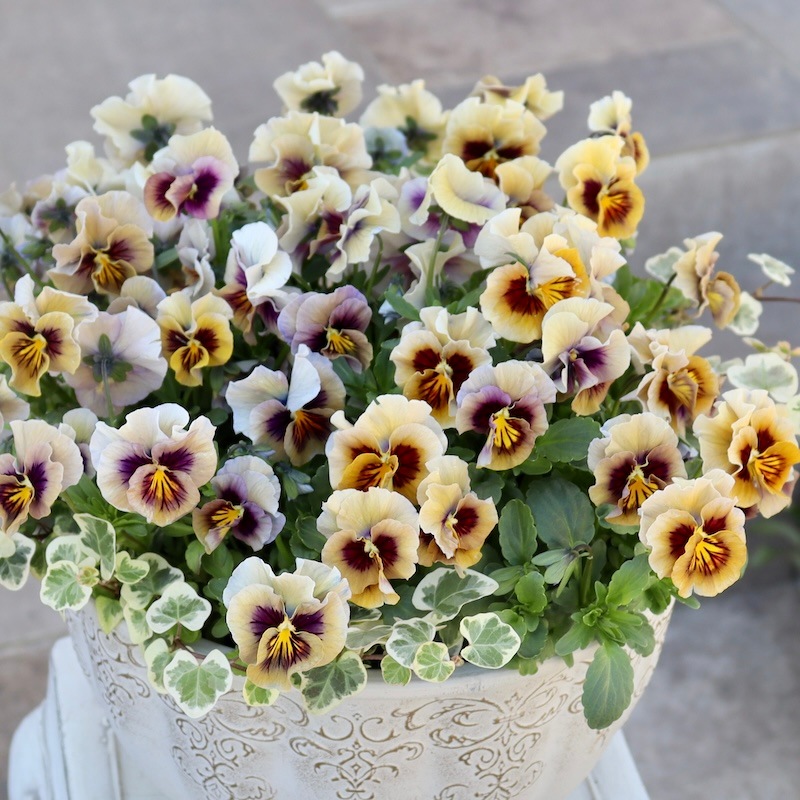 画像で色を選べる!!うえたパンジー「マシェリマダム」＜51番＞