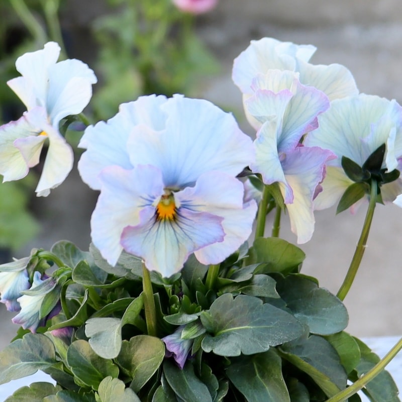 フェデネージュ パンジー 綺麗な水色〜パープル 画像の現品1点限り!! 超良株☆桂楓園さんのパンジー「フェデネージュ