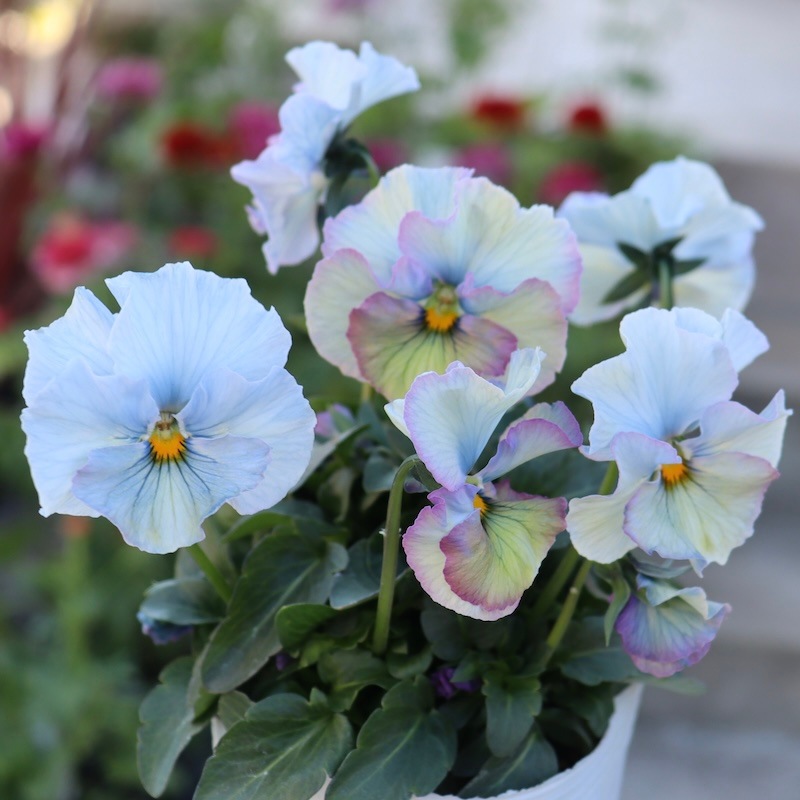 画像の現品1点限り!! 超良株☆桂楓園さんのパンジー「フェデネージュ