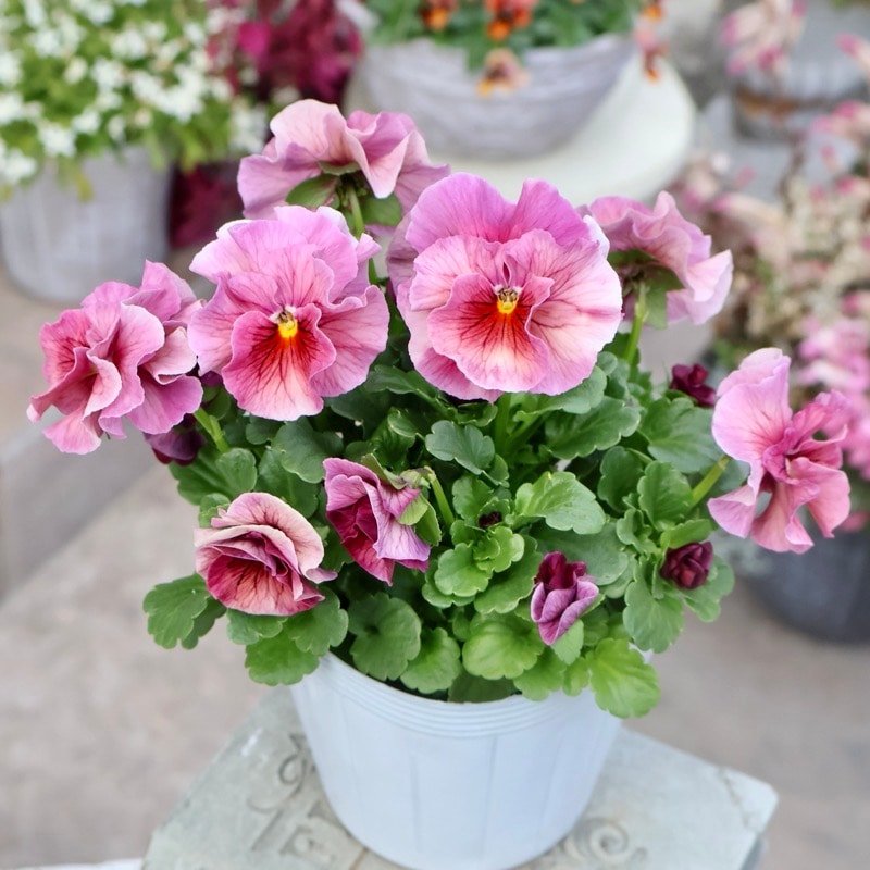 画像の現品限り》植田さん推しで飛び入り入荷☆高知・植田さんのビオラ