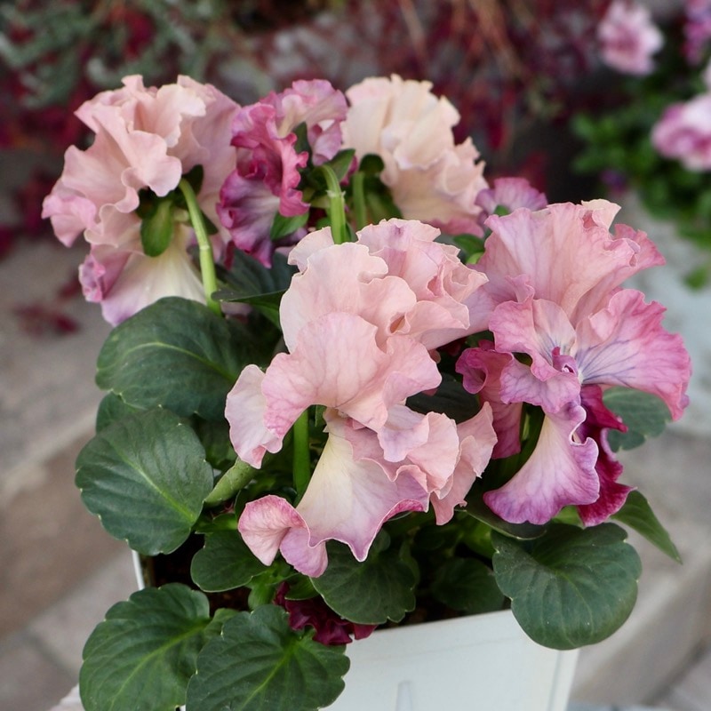 画像の現品1点限り》スペシャルなサトウ園芸さんのパンジー・ローブ