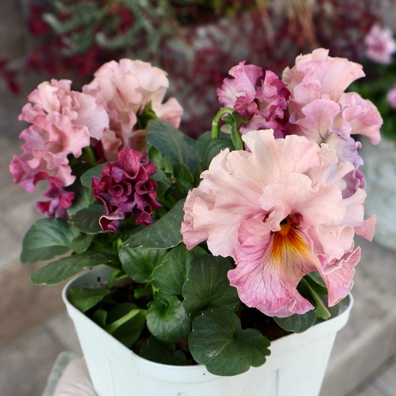 画像の現品1点限り》スペシャルなサトウ園芸さんのパンジー・ローブ