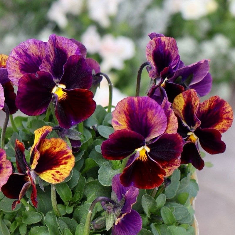 色を選べないからお買得♪》お任せ2株セット☆ROKA'Sビオラ「リトル