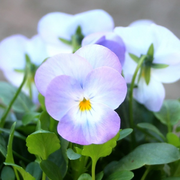 ビオラ・フローラルパワースーパー「ソフトピンク」(3.5号ポット)