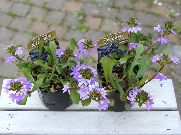 ブルーファンフラワー スカエボラ