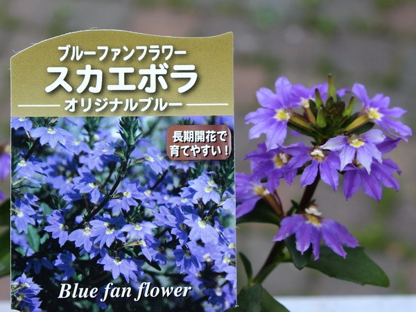 ブルーファンフラワー スカエボラ