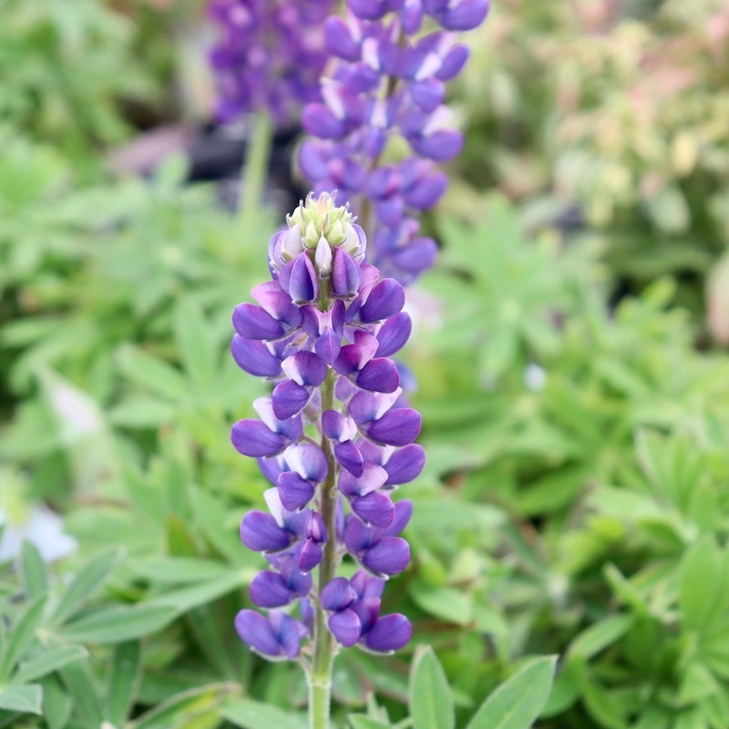 ルピナス・ピクシーデライト「ブルー」1番(3.5号ポット)