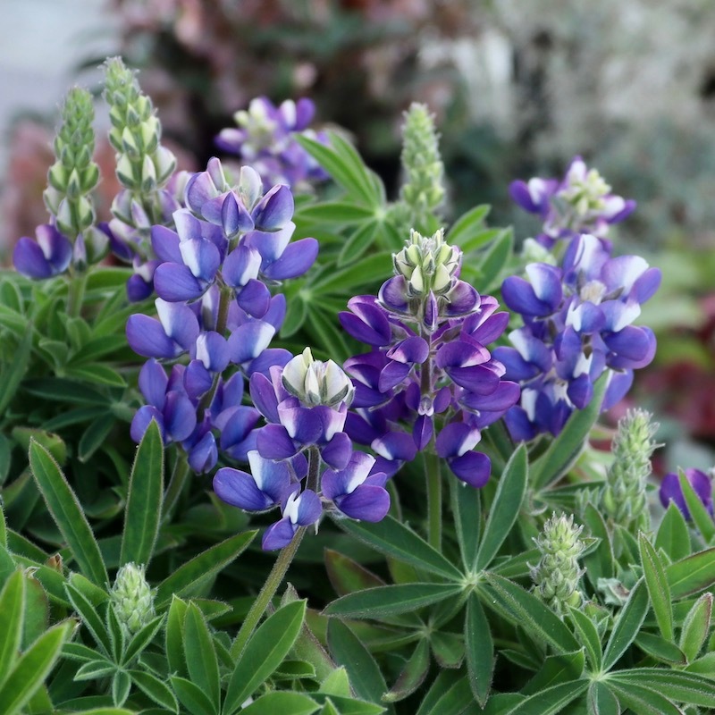 ルピナス・ピクシーデライト「ブルー」1番(3.5号ポット)