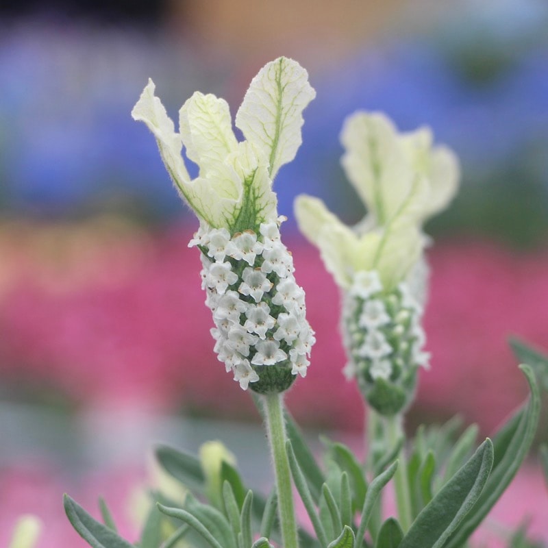 フレンチラベンダー「クリスタルホワイト」【高品質4号鉢入り】