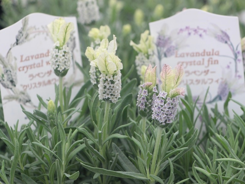 フレンチラベンダー「クリスタルホワイト」【高品質4号鉢入り】
