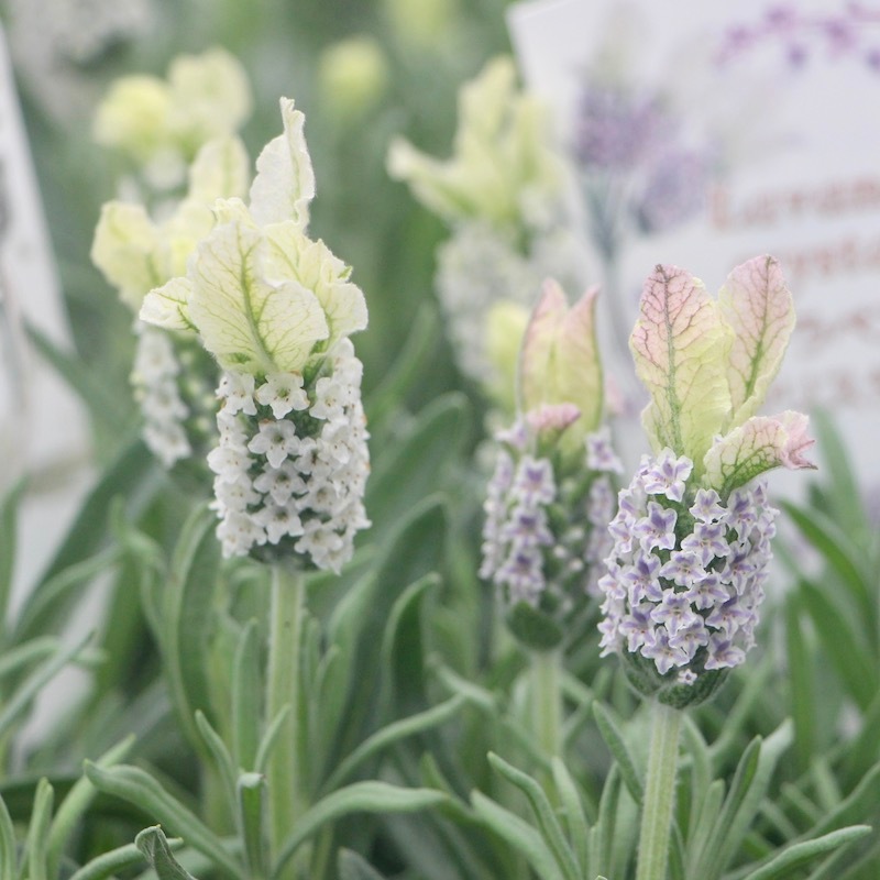 フレンチラベンダー「クリスタルホワイト」【高品質4号鉢入り】