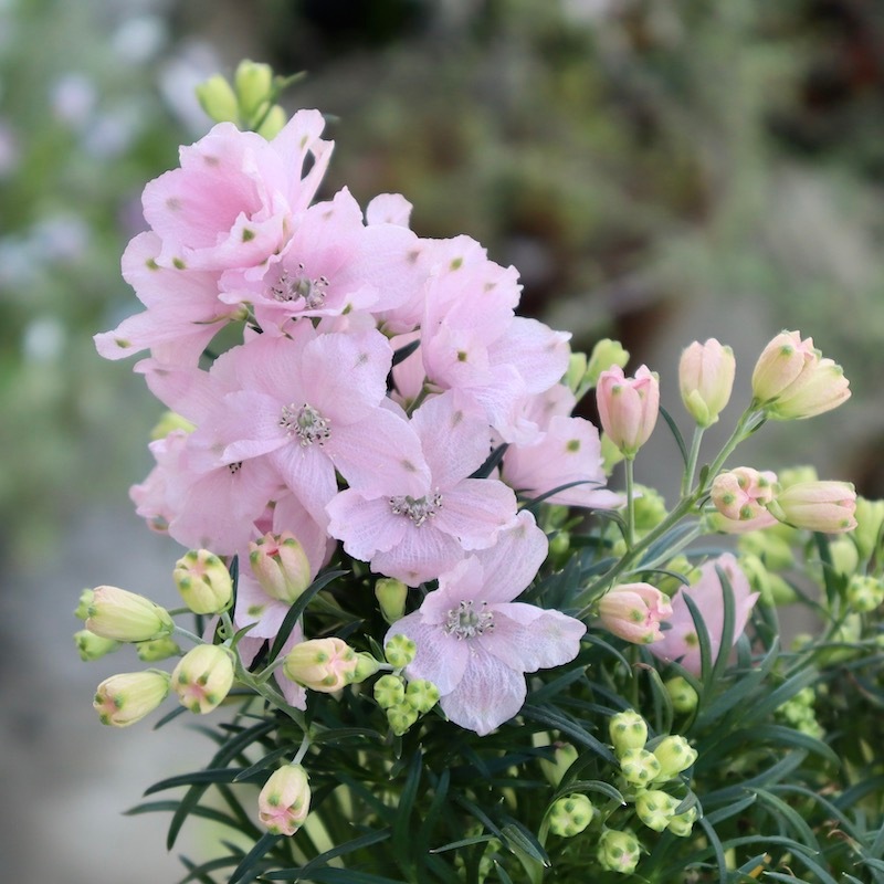 やっぱり可愛い♪デルフィニウム「さくらひめ」【4号鉢】