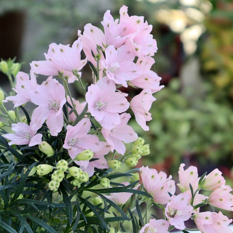 やっぱり可愛い♪デルフィニウム「さくらひめ」【4号鉢】