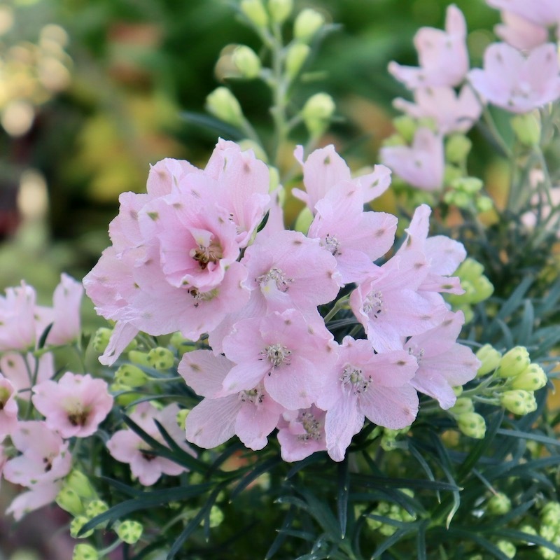 やっぱり可愛い♪デルフィニウム「さくらひめ」【4号鉢】