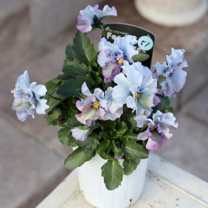 R*U様 桂風園✳︎パンジーフェデネージュ金縁ブルービオラフリルパンジー