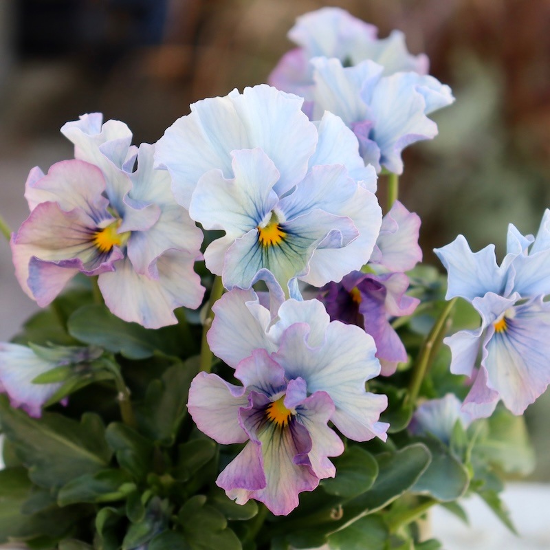 画像の現品1点限り!! 超良株☆桂楓園さんのパンジー「フェデネージュ