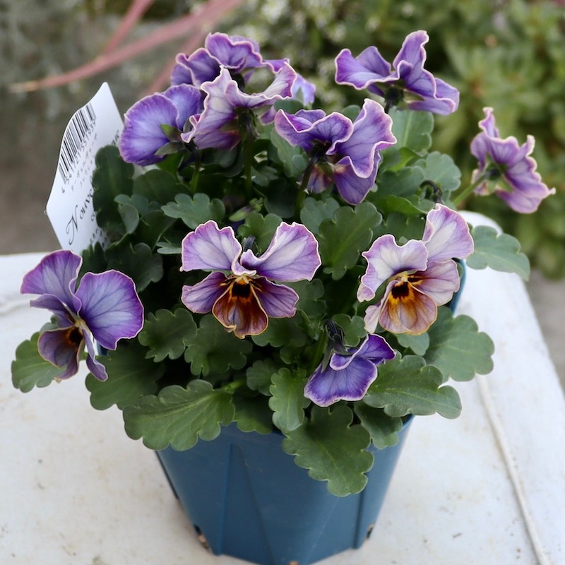 画像で花色を選べる!!サトウ園芸さんのビオラ・ヌーヴェルヴァーグ 画像で花色を選べる!!サトウ園芸さんのビオラ・ヌーヴェルヴァーグ