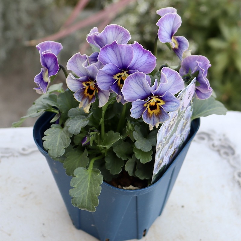 画像で花色を選べる!!サトウ園芸さんのビオラ・ヌーヴェルヴァーグ