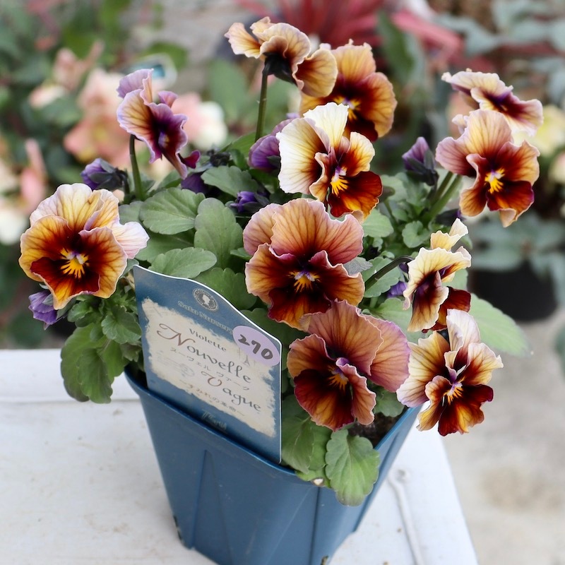 今シーズンのNEW現品1点限り☆サトウ園芸さんのビオラ・ヌーヴェル
