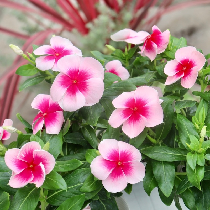 美品♡ レオナール　花柄　ロゴ　パワーネット　ホワイト　ピンク　タートルネック 美品♡ レオナール 花柄 ロゴ パワーネット ホワイト ピンク