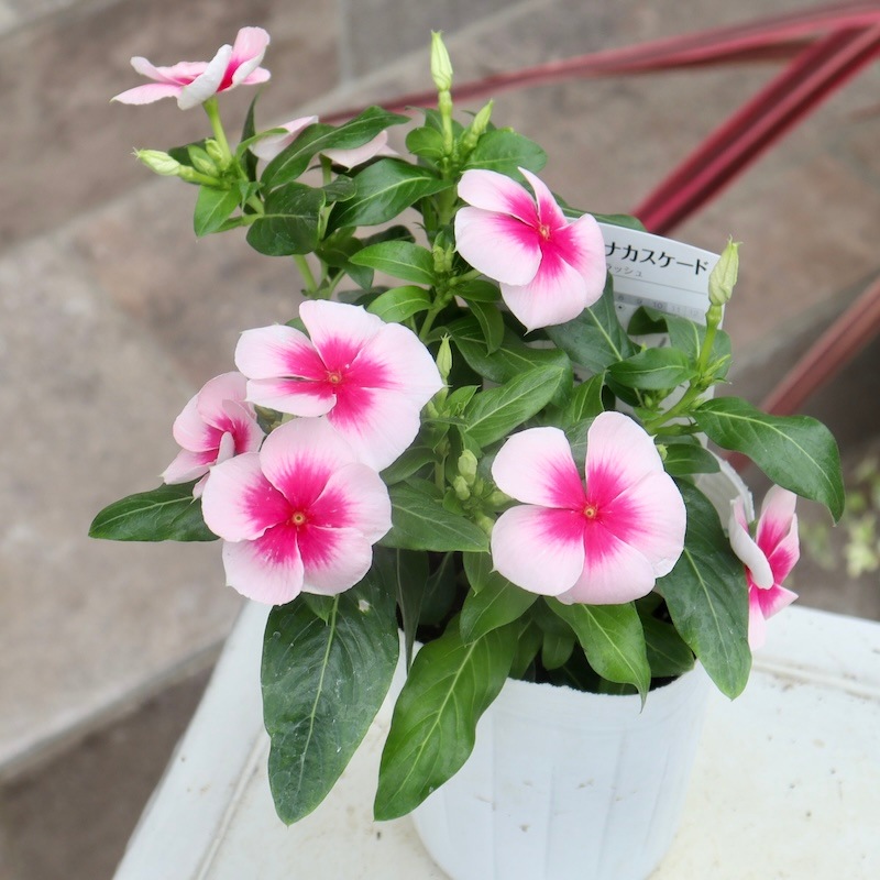 這い性ビンカ(日々草)ニルバーナカスケード「ピンクスプラッシュ」(3号