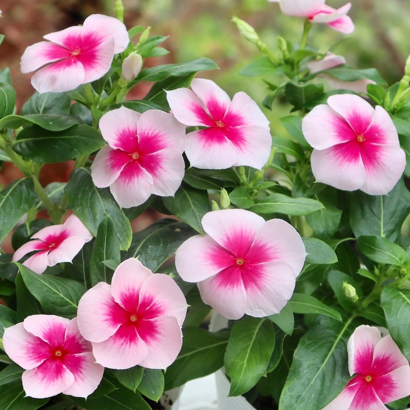 這い性ビンカ(日々草)ニルバーナカスケード「ピンクスプラッシュ」(3号