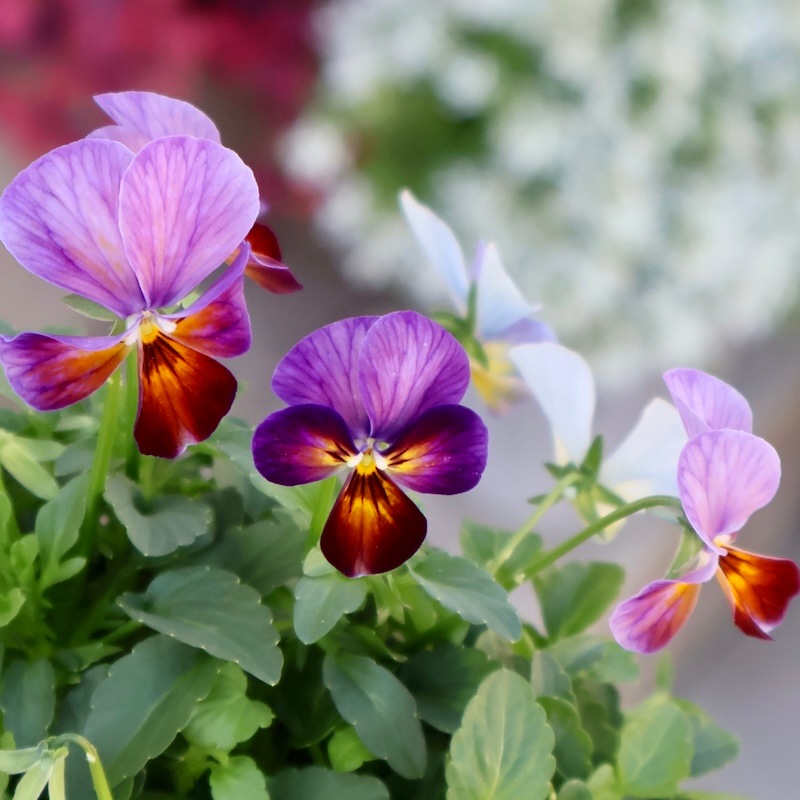 画像の現品1点限り☆ゲブラさん育種の個性派ビオラ「アマゾネス」70番