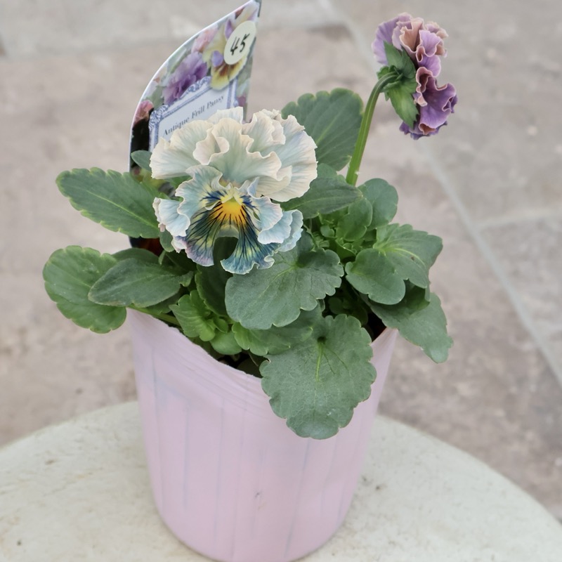 画像の現品1点限り☆Rガーデンさんのアンティークフリルパンジー