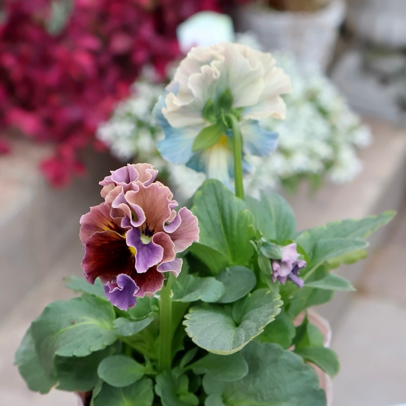 画像の現品1点限り☆Rガーデンさんのアンティークフリルパンジー