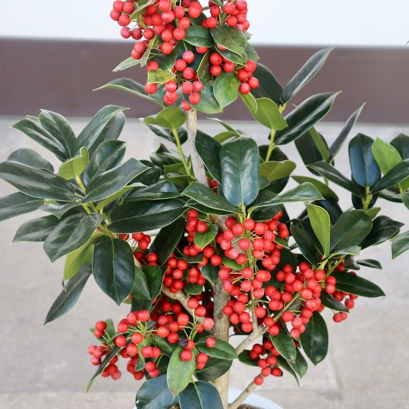 ⭐️クリスマスホーリー５号⭐️一鉢 クリスマスホーリー 【庭木 5号鉢 実付き大苗／1個売り】｜ 【植物の