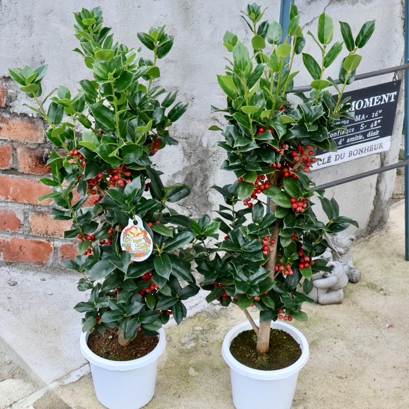 画像の現品2鉢限り!!クラスクリスマスホーリー【5号鉢】