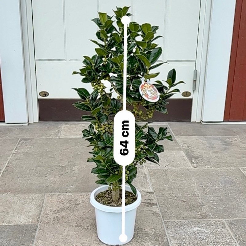 画像の現品2鉢限り!!クラスクリスマスホーリー【5号鉢】