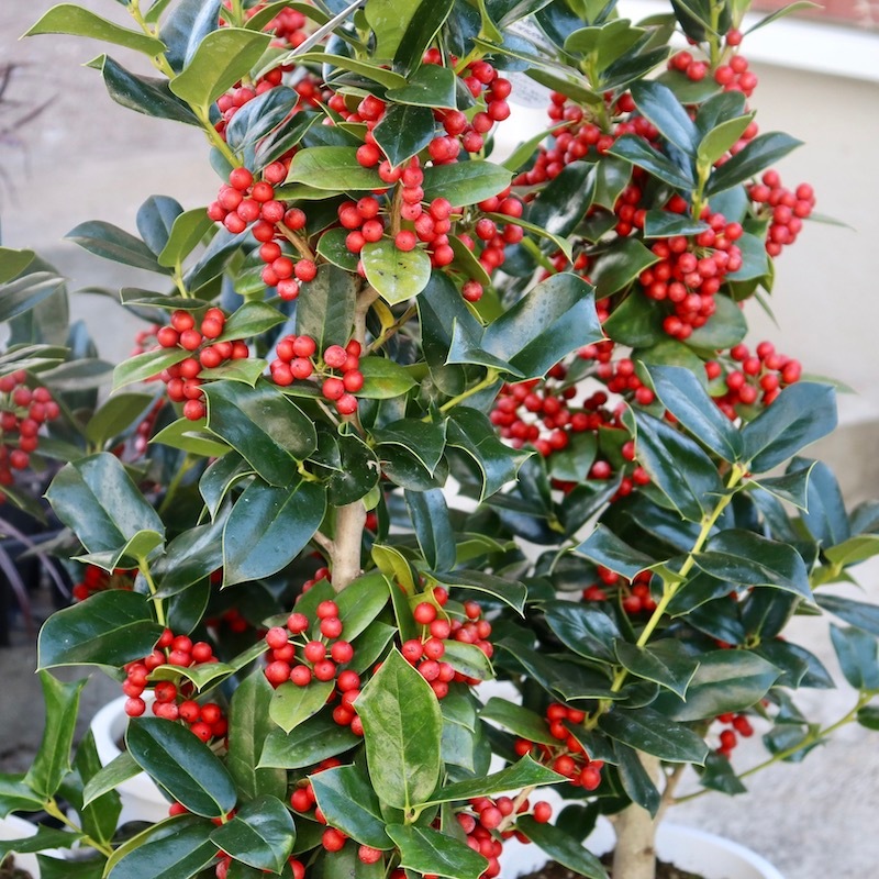 画像の現品2鉢限り!!クラスクリスマスホーリー【5号鉢】