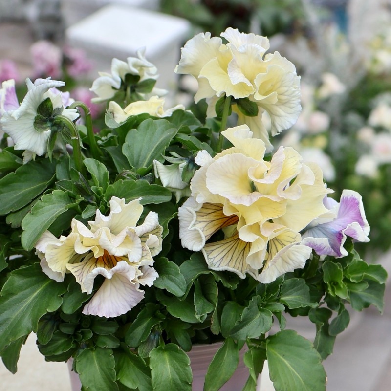 画像の現品1点限り》Rガーデンさんのアンティークフリルパンジー