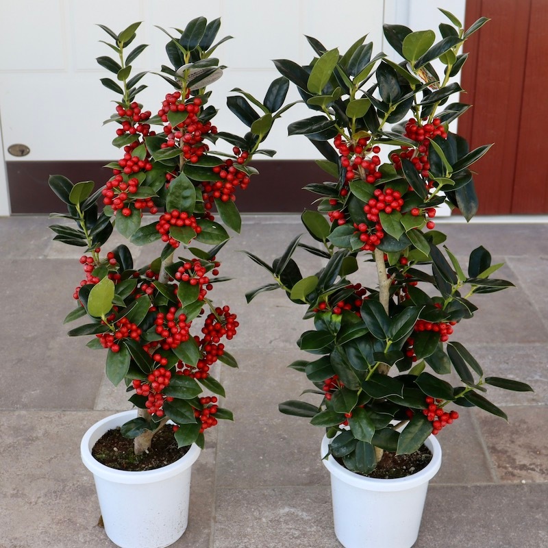 画像の現品2鉢限り!!クラスクリスマスホーリー【5号鉢】