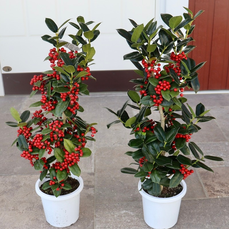 画像の現品2鉢限り!!クラスクリスマスホーリー【5号鉢】