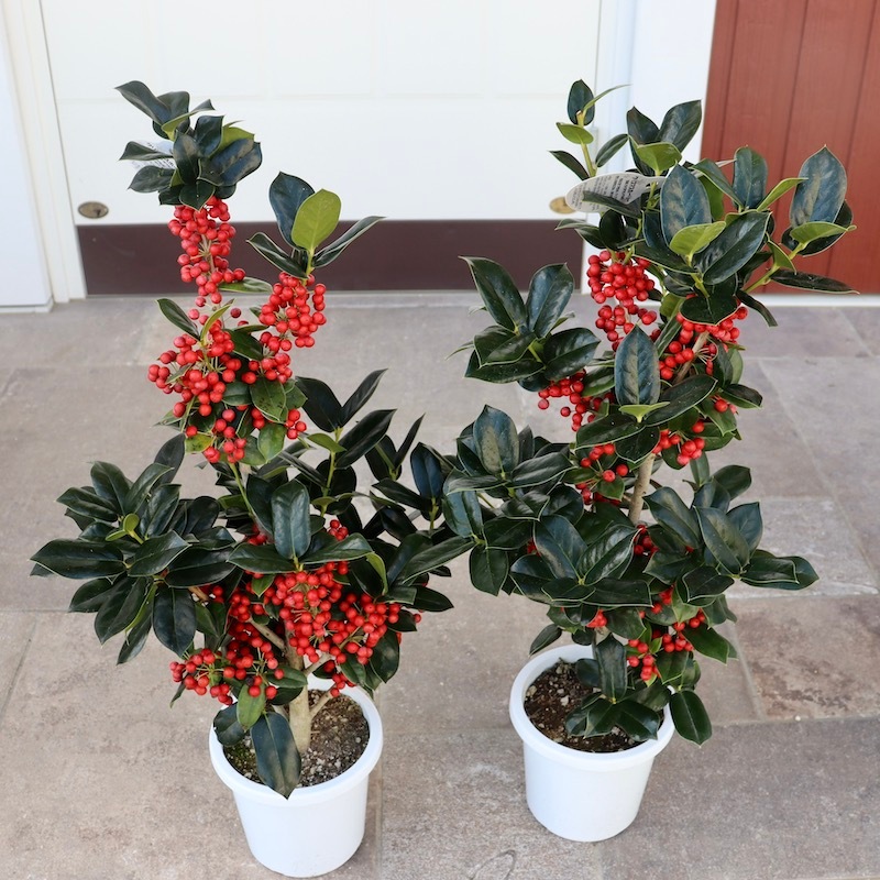 画像の現品2鉢限り!!クラスクリスマスホーリー【5号鉢】
