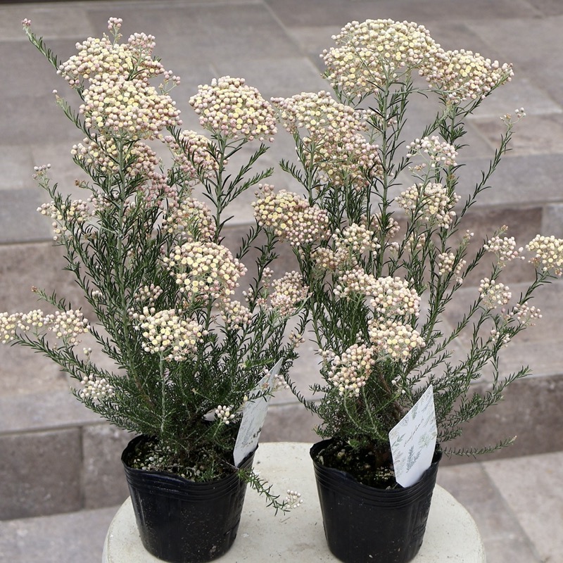 花後の株です!! 来年開花のために♪間違いなく希少品!!ライスフラワー
