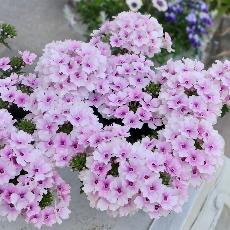 宿根バーベナ・コルト「ライトピンクアイ」(3.5号ポット)