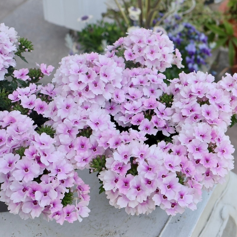 宿根バーベナ・コルト「ライトピンクアイ」(3.5号ポット)