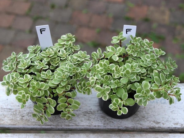 本日13時までの価格 斑入り葉セダム 超特大苗 真白入り 鉢ごと