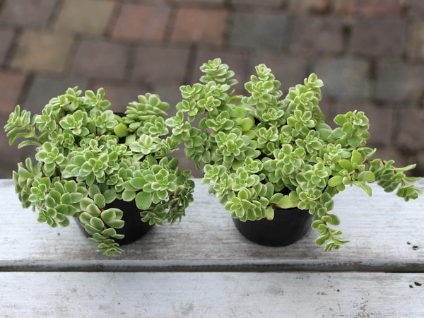 多肉☆セダムF(斑入り丸葉万年草)