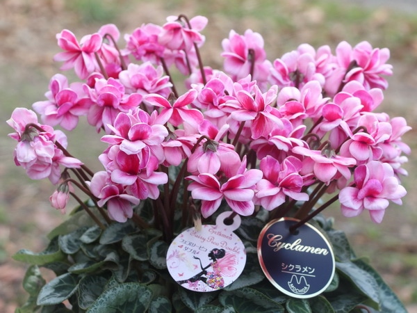 風散歩☆推奨シクラメン「フェアリーピコ・ダブル」<A> 風散歩☆推奨シクラメン「フェアリーピコ・ダブル」<A>