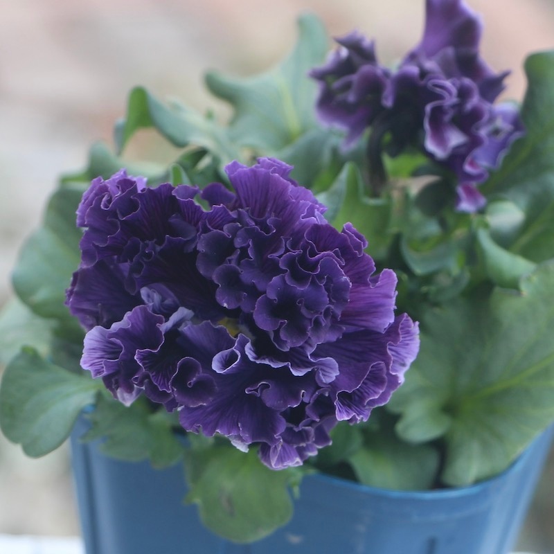 ドラキュラ　パンジー 5db909d5f138975a205bf7e492adec