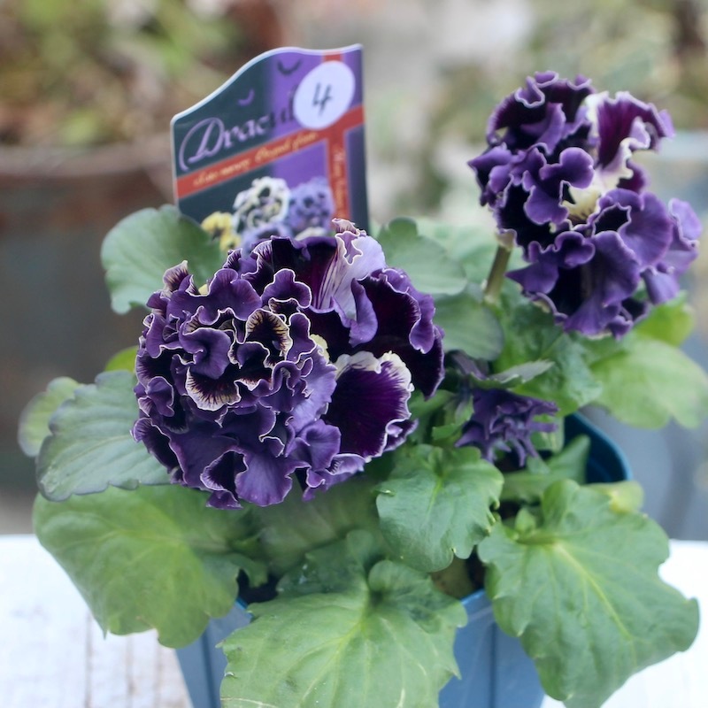 画像でざっくりの色を選べる!! サトウ園芸さんのパンジー「ドラキュラ 画像でざっくりの色を選べる!! サトウ園芸さんのパンジー「ドラキュラ