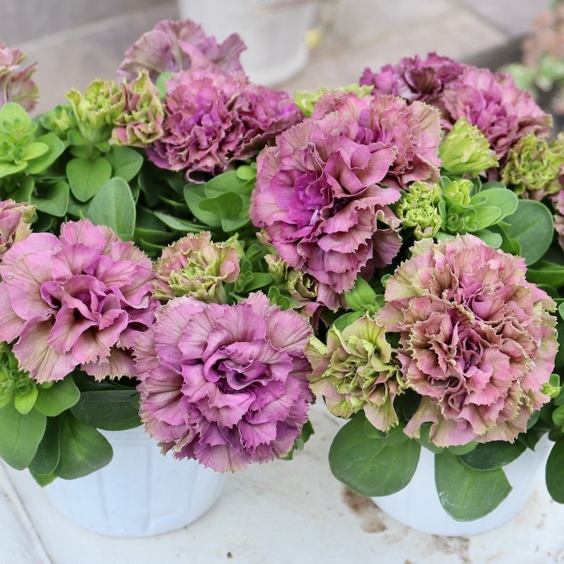 在庫限り!! 花日和さんの八重咲きペチュニア・ベルチャーム