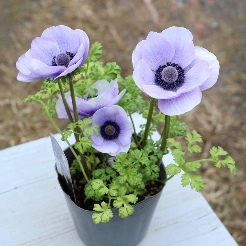 1点限り!!2年生株のプレミアム一重咲きアネモネ「パンドラ」19番