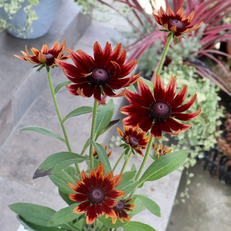 画像の現品!!希少苗☆ルドベキア・チェリーブランデー☆No.8(3.5号ポット)