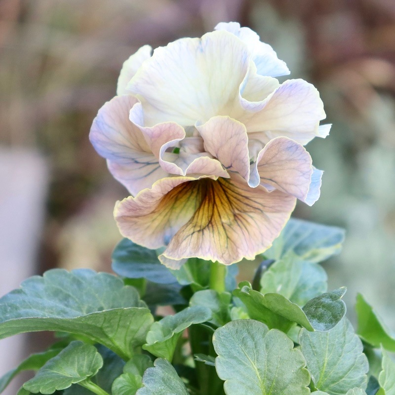 【花苗】101 サトウ園芸　ローブ・ドゥ・アントワネット 花苗】101 サトウ園芸 ローブ・ドゥ・アントワネット - メルカリ