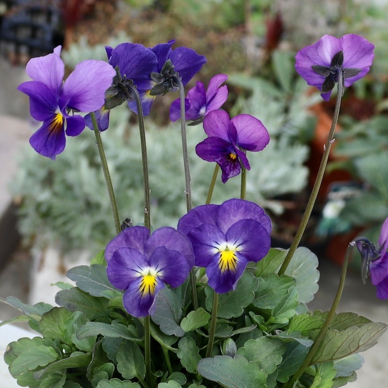現品!! 2色咲き♪吉村さんの花首の長いビオラ「ブローインフィールド